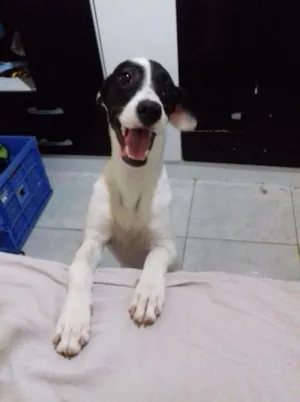 Cachorro raça Vira Lata idade 7 a 11 meses nome Mikayla