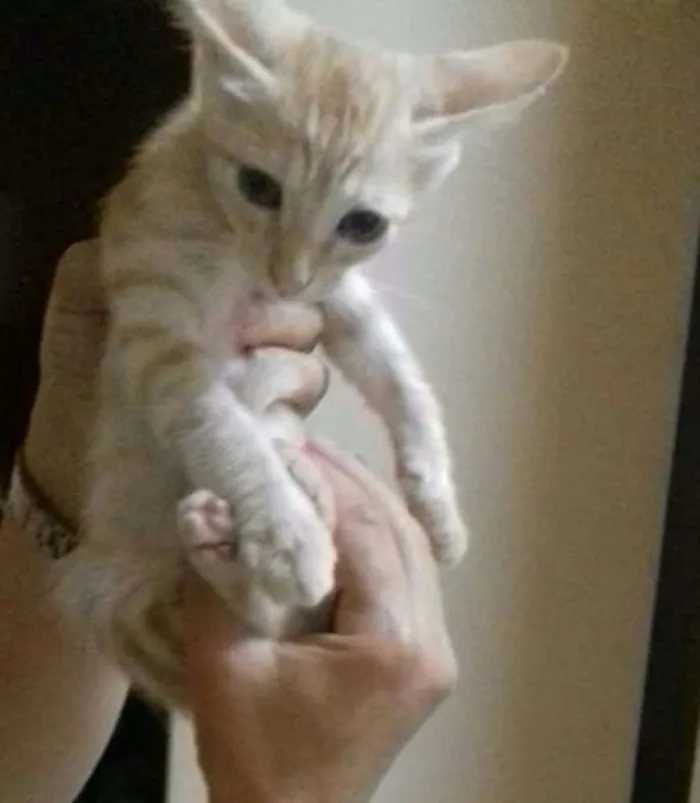 Gato ra a Vira-lata idade 2 a 6 meses nome Loiro