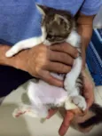 Teca