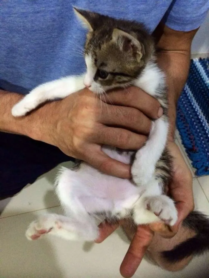 Gato raça  idade Abaixo de 2 meses nome Teca