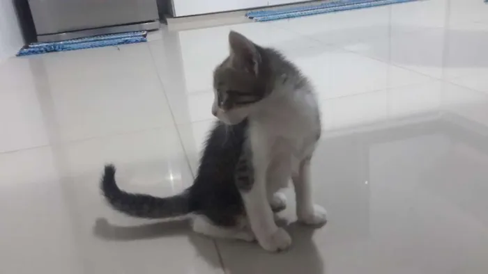 Gato raça  idade Abaixo de 2 meses nome Teca