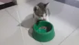 Teca