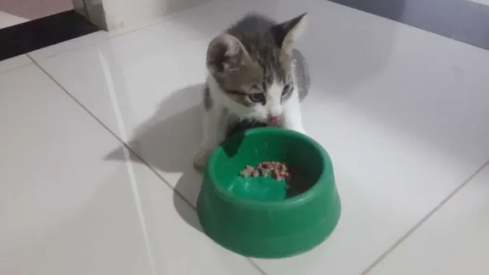 Gato raça  idade Abaixo de 2 meses nome Teca