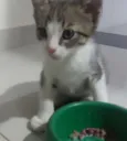 Teca