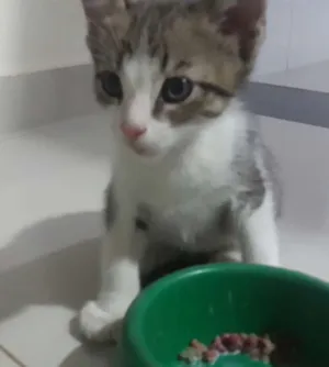 Gato raça  idade Abaixo de 2 meses nome Teca