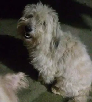 Cachorro raça  idade 4 anos nome Zaian