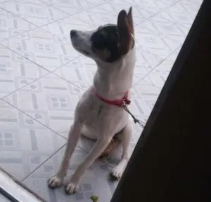 Cachorro raça SRD idade 7 a 11 meses nome Nina