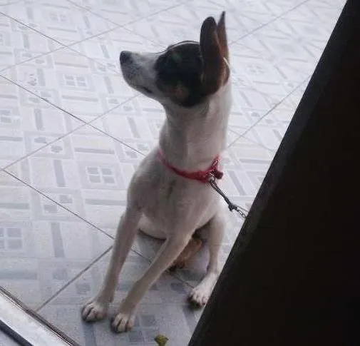 Cachorro ra a SRD idade 7 a 11 meses nome Nina