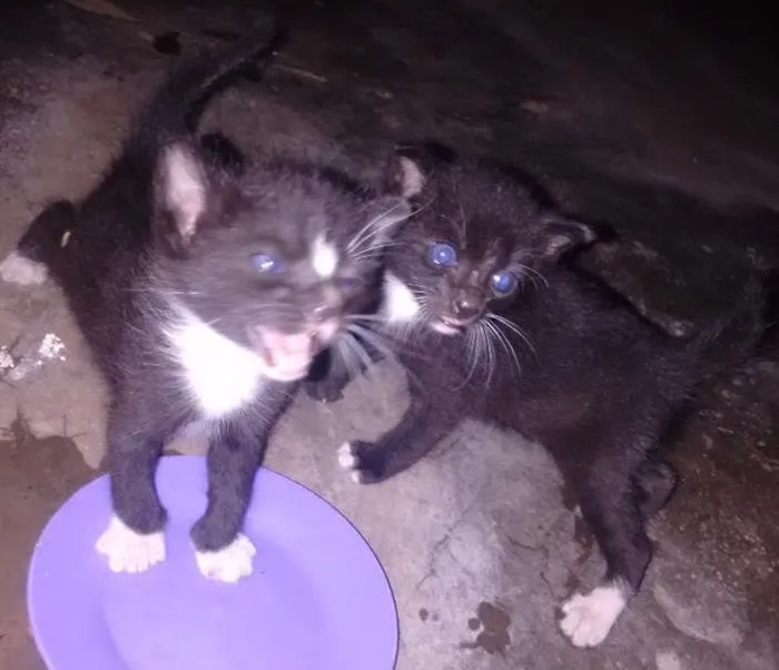 Gato ra a  idade Abaixo de 2 meses nome gatinho 