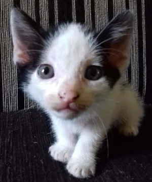 Gato raça Vira lata idade Abaixo de 2 meses nome Lucy