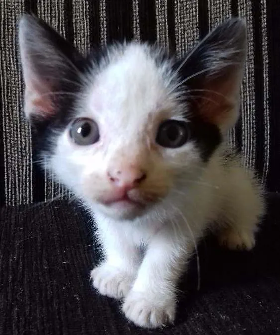 Gato ra a Vira lata idade Abaixo de 2 meses nome Lucy