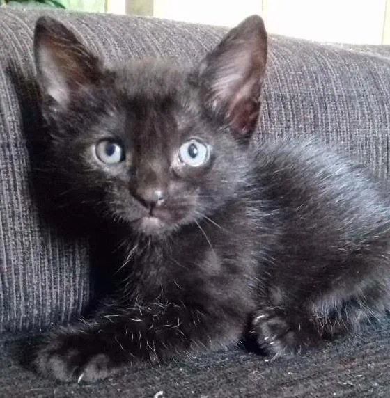 Gato ra a Vira lata idade Abaixo de 2 meses nome Morgana 