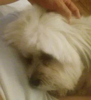 Cachorro raça Lhasa Apso idade 4 anos nome Bob