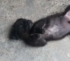 Cachorro raça Sem raça definida idade 2 a 6 meses nome Chaves