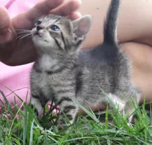Gato raça sem raçã especifica idade Abaixo de 2 meses nome nenhum