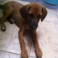 Caramelo