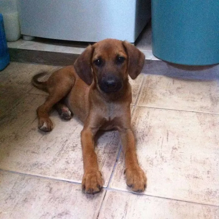 Cachorro ra a viralata idade 2 a 6 meses nome Caramelo