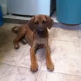 Caramelo