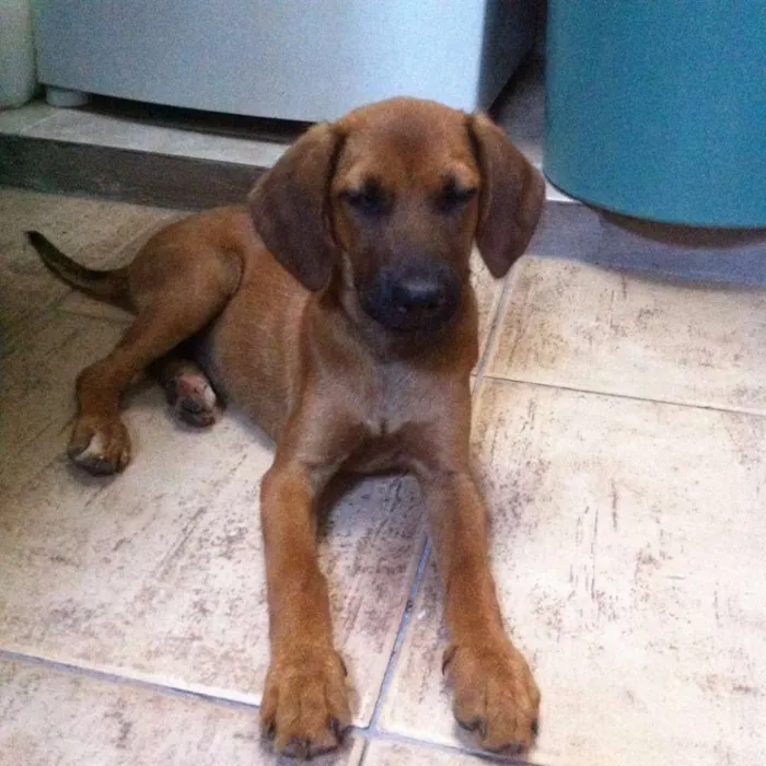 Cachorro ra a viralata idade 2 a 6 meses nome Caramelo