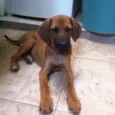 Caramelo