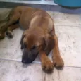 Caramelo