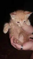 Bolinha