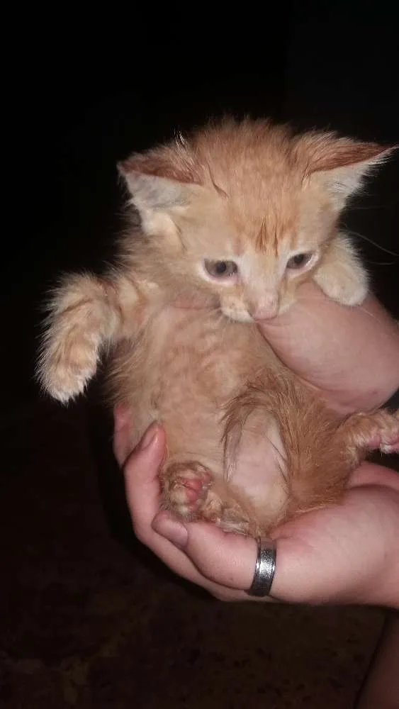 Gato ra a  idade  nome Bolinha