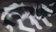 Moony, Alastor