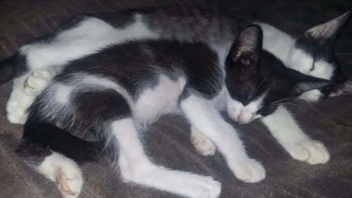 Gato ra a  idade 2 a 6 meses nome Moony, Alastor