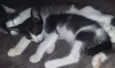 Moony, Alastor