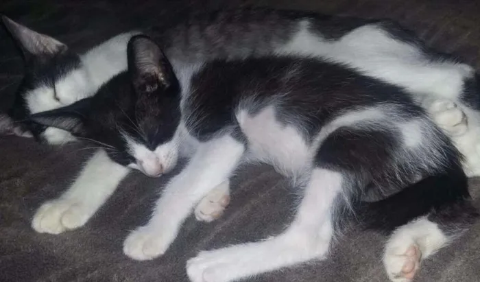 Gato ra a  idade 2 a 6 meses nome Moony, Alastor