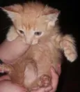 Bolinha