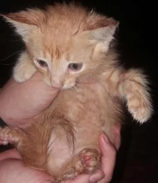 Gato ra a  idade  nome Bolinha