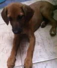 Caramelo