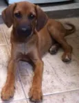 Caramelo