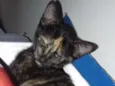 Gato raça  idade 2 a 6 meses nome Sem nome