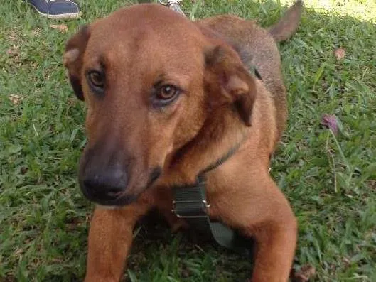 Cachorro ra a SRD idade  nome Pierre