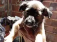 cachorrinhos