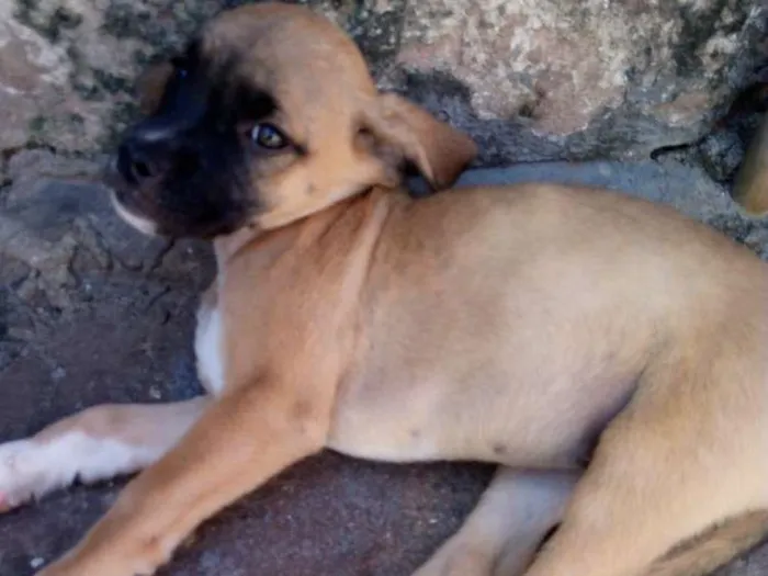 Cachorro ra a Vira lata idade Abaixo de 2 meses nome Não tem nome