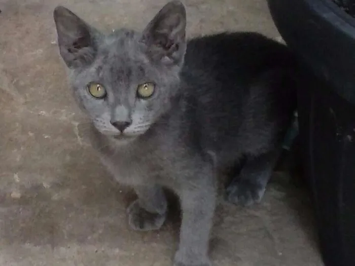 Gato raça não definida idade 2 a 6 meses nome Sem nome