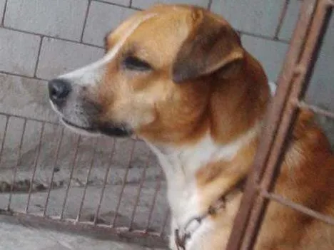 Cachorro ra a vira-lata idade 3 anos nome FRED