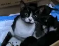 Nina
