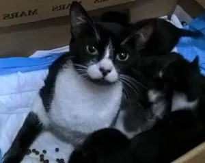 Gato raça srd idade 1 ano nome Nina