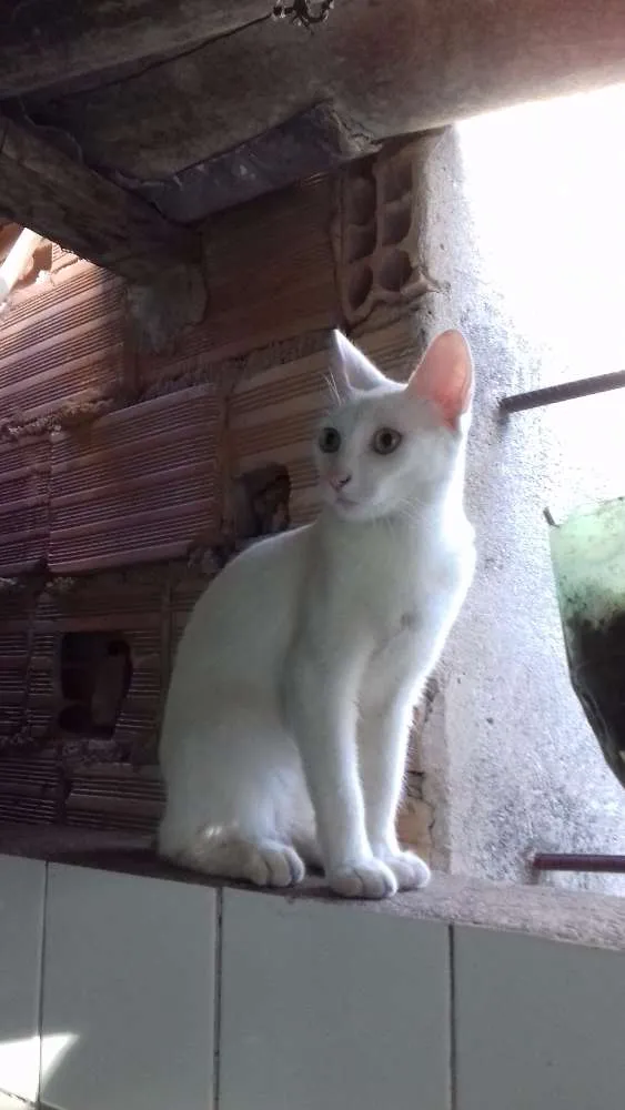 Gato raça Vira-lata  idade 7 a 11 meses nome Branquinha
