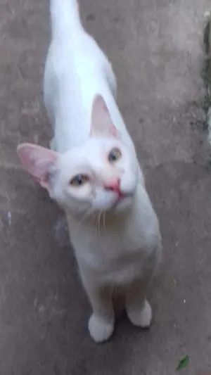 Gato raça Vira lata  idade 7 a 11 meses nome Branquinho