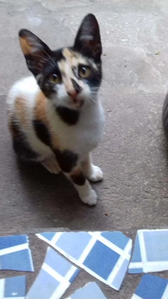 Gato raça Vira lata idade 2 a 6 meses nome Vira lata