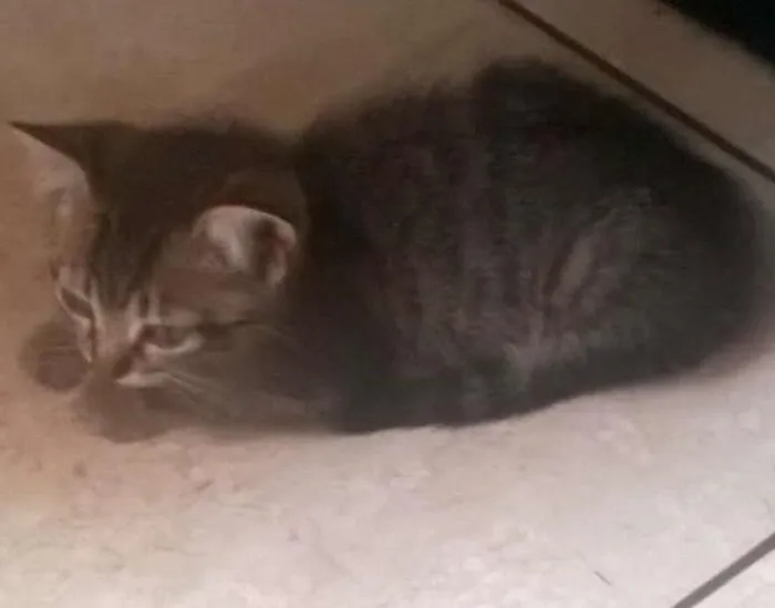 Gato raça não definida idade 2 a 6 meses nome sem nomes