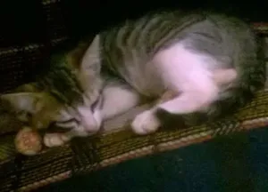 Gato raça não definida idade 2 a 6 meses nome sem nomes
