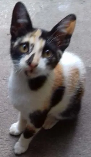 Gato raça Vira lata idade 2 a 6 meses nome Vira lata