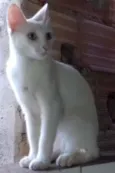 Branquinha